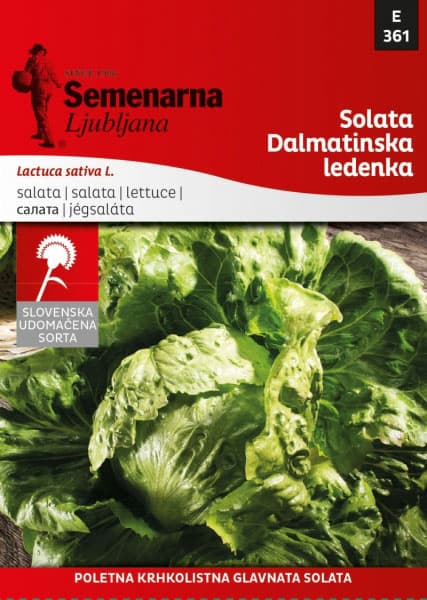 Seme 5 kesica - Zelena salata dalmatinska ledenka - Lactuca sativa L. 361