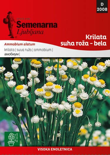 Cveće Suva ruža - bela - seme Ammobium alatum 2008