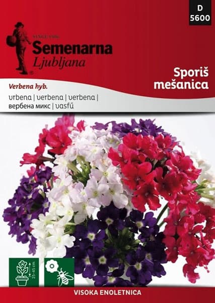 Baštensko cveće Verbena - mešavina - Verbena hyb. 5600