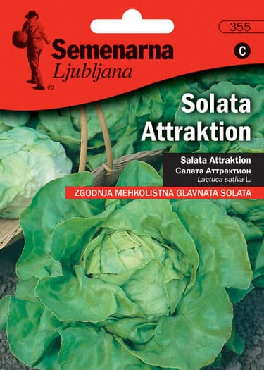 Seme - Zelena salata Atrakcija - Lactuca sativa L. 355