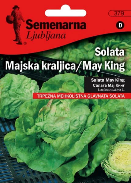 Seme - Zelena salata majska kraljica - Lactuca sativa L. 379