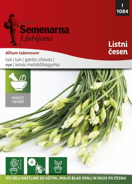 Začinsko bilje - Kineski vlašac - Allium tuberosum 1084