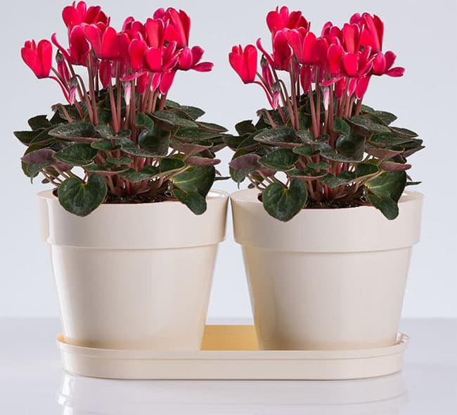 Saksije za cveće sa tacnom Frajle Mix and Play Bela