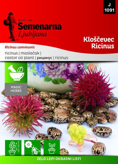 Seme - Ricinus - 1091