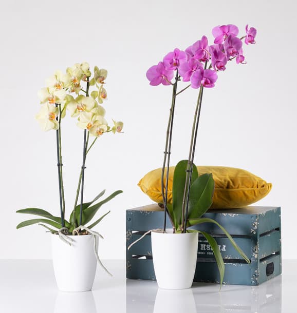 Orhid mat saksija 13cm bela