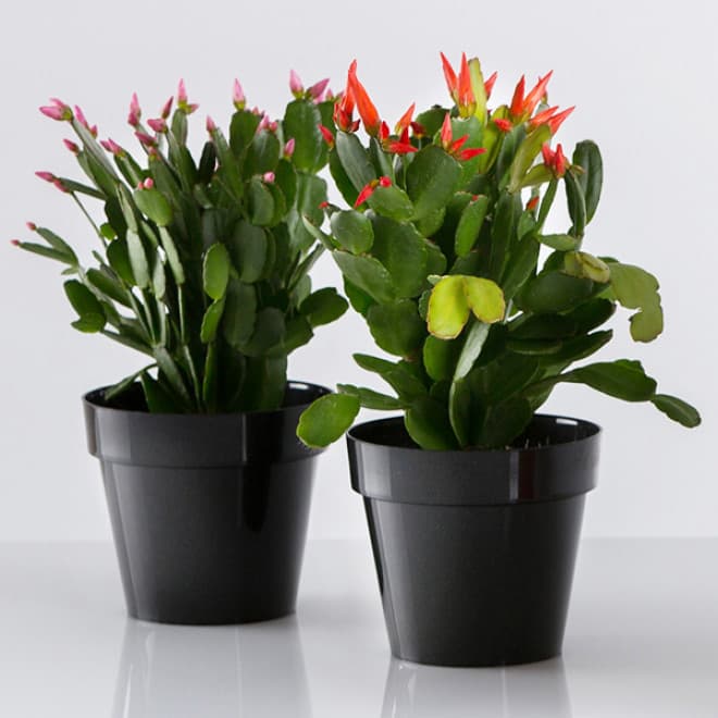 Crystal Plus saksija 14cm crna