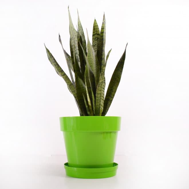 Crystal saksija 12 cm zelena