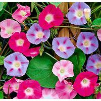 Kliknite za detalje - Seme za cveće Ladolež - mešavina - Ipomoea purpurea 3810