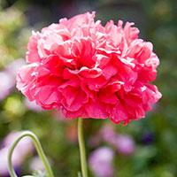 Kliknite za detalje - Seme za cveće Baštenski Mak - Papaver Somniferum 4504