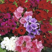 Seme za cveće Plamenac mešavina - Phlox drummondii 4710