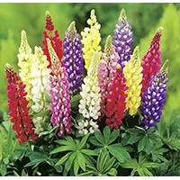 Kliknite za detalje - Cveće Vučika - mešavina - seme Lupinus Polyphyllus 4189