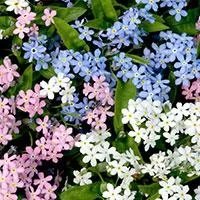 Kliknite za detalje - Cveće Spomenak - mešavina - seme Myosotis alpestris 4359