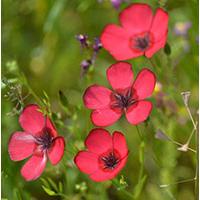 Kliknite za detalje - Seme za cveće Ukrasni lan - crveni - Linum grandiflorum Rubrum 3895