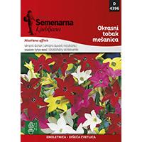 Kliknite za detalje - Seme za cveće 5 kesica Ukrasni duvan - mešavina - Nicotiana affinis 4396