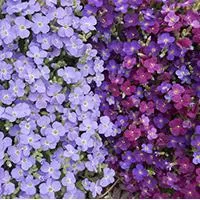Kliknite za detalje - Seme za cveće Aubrieta - Aubrecija mix - 10 kesica Virimax Franchi Sementi