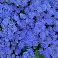 Kliknite za detalje - Goruća ljubav Blu Star 10 kesica semena Virimax Franchi Sementi