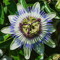 Kliknite za detalje - Seme za cveće Hristov venac 5 kesica Virimax Franchi Sementi