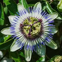 Kliknite za detalje - Seme za cveće Hristov venac 10 kesica Virimax Franchi Sementi