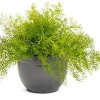 Kliknite za detalje - Seme za Asparagus Sprengeri 10 kesica Franchi Sementi Virimax