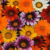 Kliknite za detalje - Seme za cveće Gazanija - Sunčica - mešavina 10 kesica Franchi Sementi Virimax