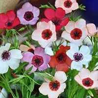 Kliknite za detalje - Cveće Lan ornamental multikolor - seme 10 kesica Franchi Sementi Virimax