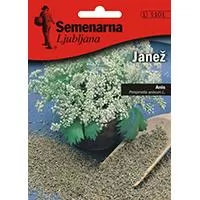 Kliknite za detalje - Seme za začin 5 kesica - Anis - Pimpinella anisum Semenarna 1101