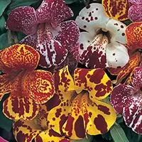 Kliknite za detalje - Mimulus - seme za cveće 10 kesica Franchi Sementi Virimax
