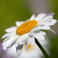 Kliknite za detalje - Margareta bela - seme za cveće 10 kesica Franchi Sementi Virimax