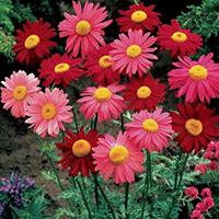 Kliknite za detalje - Margareta Robinsons mešavina - seme za cveće 10 kesica Franchi Sementi Virimax