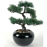 Kliknite za detalje - Bonsai u Keramičkoj Saksiji 36cm
