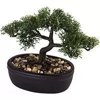 Kliknite za detalje - Bonsai u Keramičkoj Saksiji 23cm