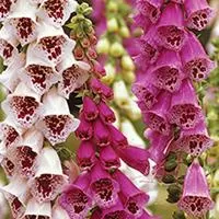 Kliknite za detalje - Naprstak - Digitalis - seme za cveće 10 kesica Franchi Sementi Virimax