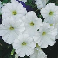Kliknite za detalje - Cveće Petunija niska bela - seme 5 kesica Franchi Sementi Virimax