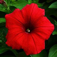 Kliknite za detalje - Cveće Petunija niska crvena - seme 10 kesica Franchi Sementi Virimax