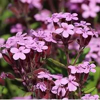 Kliknite za detalje - Seme za cveće Saponarija roze 10 kesica Franchi Sementi Virimax