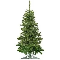 Kliknite za detalje - Novogodišnja Jelka NORDMANN QUEEN 210 cm