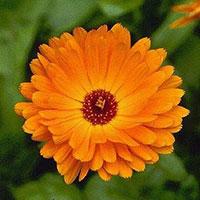 Kliknite za detalje - Seme za cveće Neven - mešavina - Calendula officinalis 2632