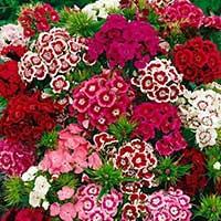 Seme za cveće Turski karanfil - mešavina -  Dianthus barbatus 3133