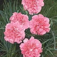 Kliknite za detalje - Seme za Karanfil  šabo - pink - Dianthus caryophyllus 3225/1