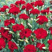 Seme za Karanfil  šabo - crveni - Dianthus caryophyllus 3225/2
