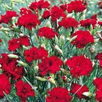 Kliknite za detalje - Seme za Karanfil  šabo - crveni - Dianthus caryophyllus 3225/2