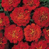 Seme za sadnju - cveće Kadifa niska - crvena -  Tagetes patula 5438