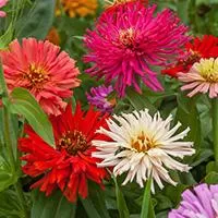 Kliknite za detalje - Seme za cveće Lepi čovek kaktus - mešavina - Zinnia elegans Cactus 5901