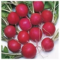 Kliknite za detalje - Seme - Rotkvice saksa - Raphanus sativus var. sativus 297