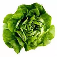 Kliknite za detalje - Seme - Zelena salata Atrakcija -  Lactuca sativa L. 355