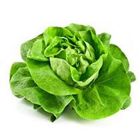 Seme - Zelena salata majska kraljica -  Lactuca sativa L. 379
