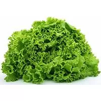 Kliknite za detalje - Seme - Salata Bionda a cuore pieno  -  Cichorium endivia L. 430