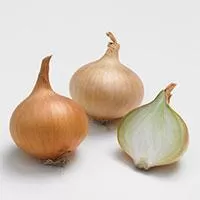 Kliknite za detalje - Crni luk - holandski žuti - seme - Allium cepa L. 595