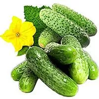 Kliknite za detalje - Seme za Krastavčiće Levina - Cucumis sativus L. 673