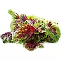 Kliknite za detalje - Francuski spanać - seme - Atriplex hortensis 1083
